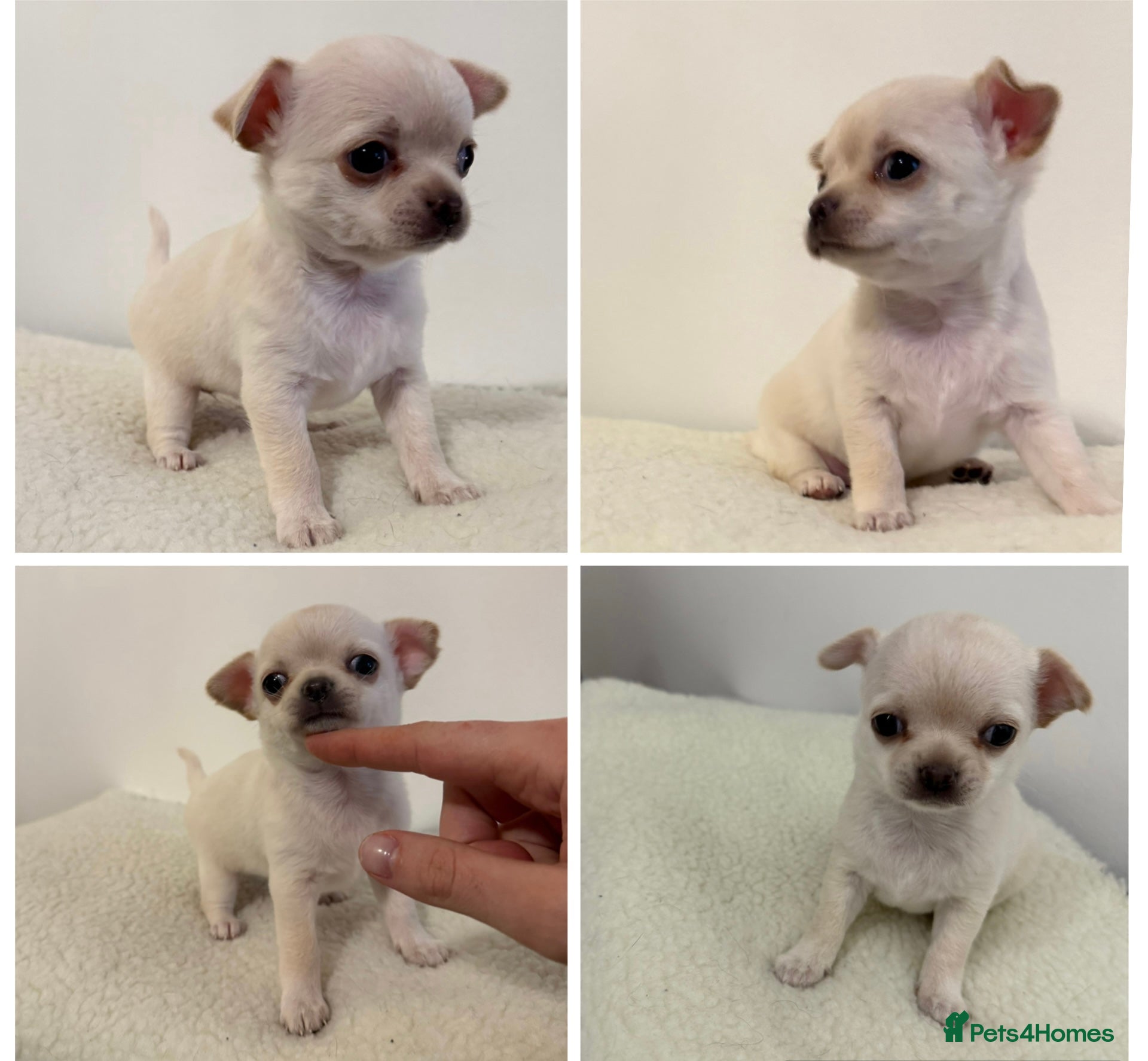Chihuahua dogs Last cream girl available! - Advert 1