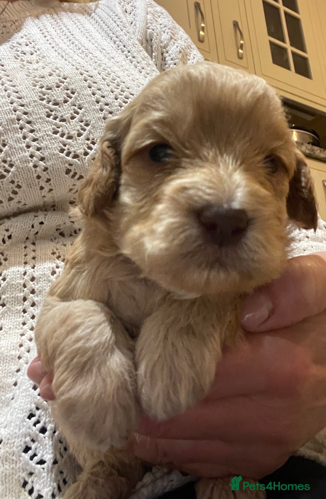 Cockapoo dogs for sale:  5⭐️ genetics F1b cockapoo apricot, chocolate - Image 10