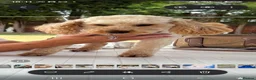 Cockapoo dogs for sale: Toy Cockapoos  - Advert 8