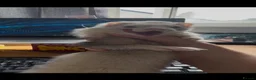 Ferret rodents for sale: Micro/whippet ferret kits  in Leicester - Advert 14