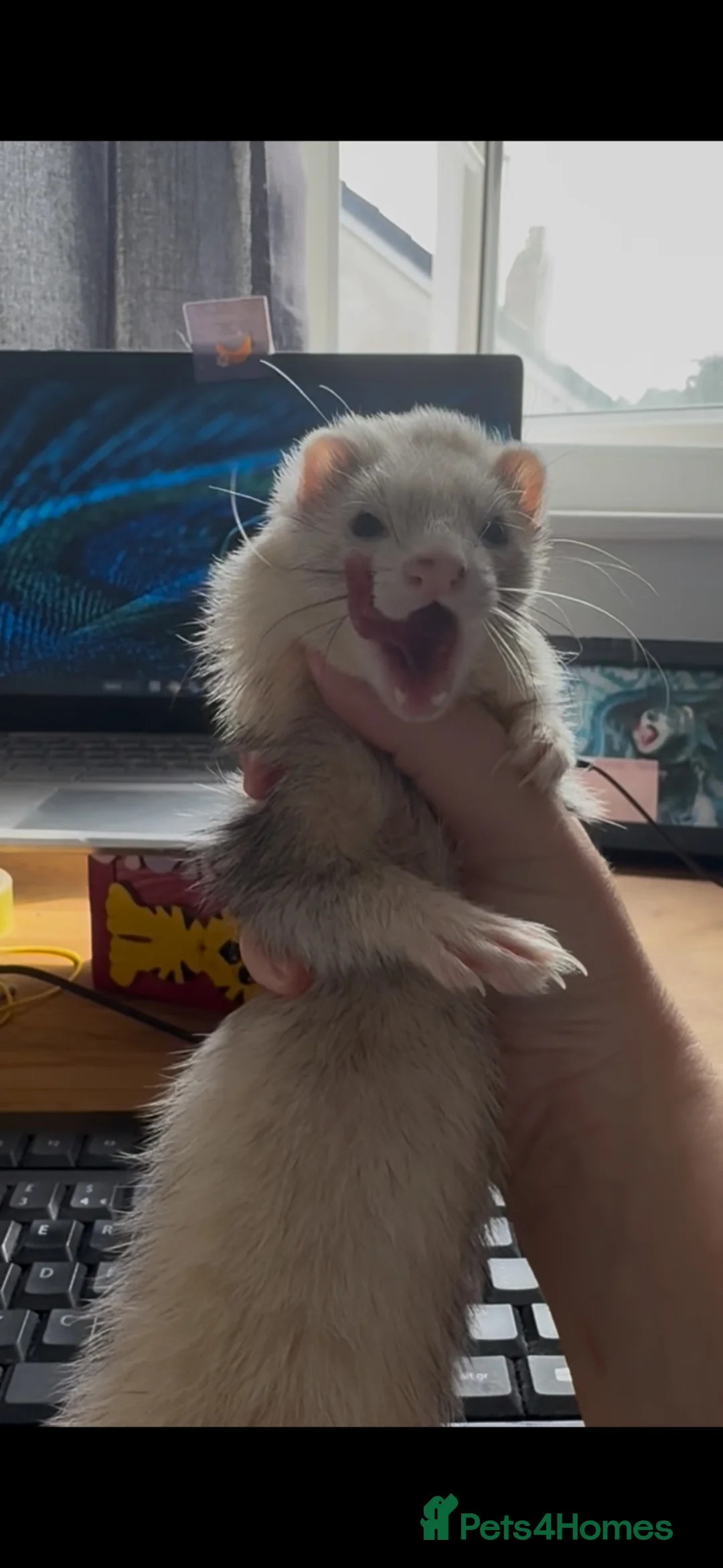 Ferret rodents for sale: Micro/whippet ferret kits  in Leicester - Advert 14