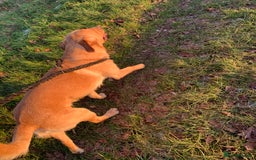 Labrador Retriever dogs for stud: Bred for Temperament Labrador Stud in Hull - Image 3