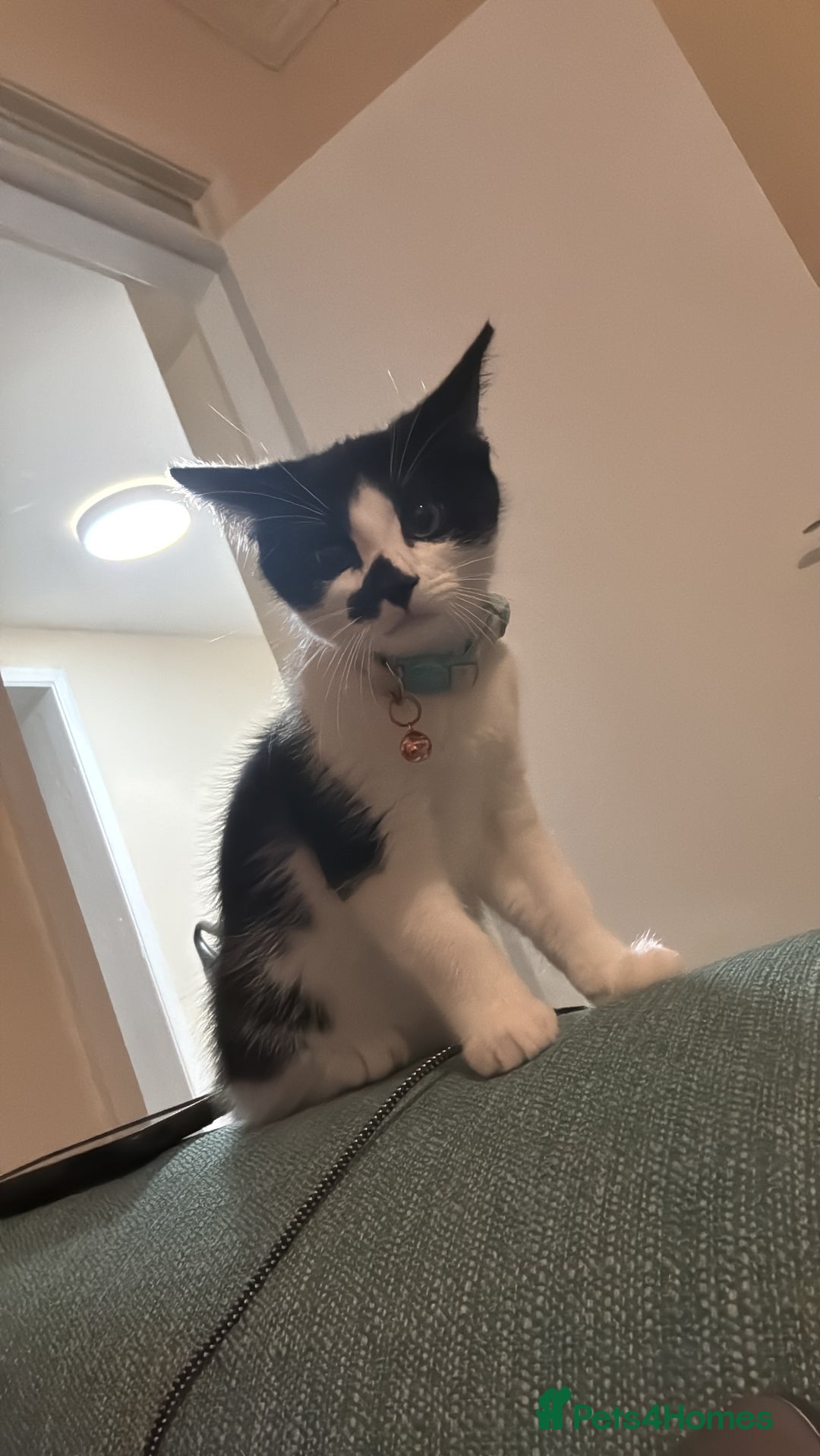 British Shorthair cats for sale: Baxter  - Advert 3