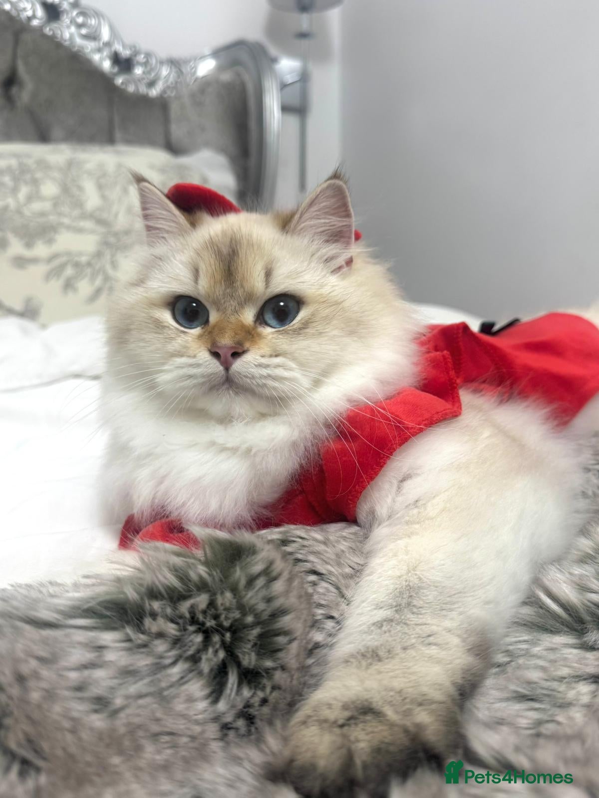 British Longhair cats British longhair  - Advert 16