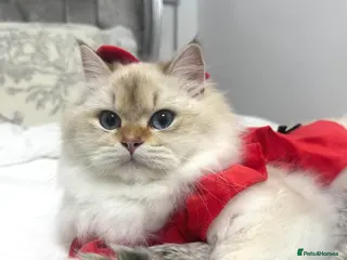 British Longhair cats British longhair - Advert 16