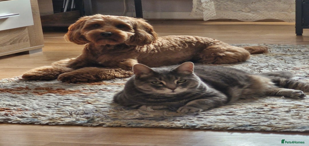 Gallery Image {{count}}