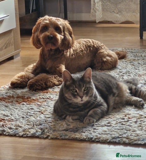 Gallery Image {{count}}