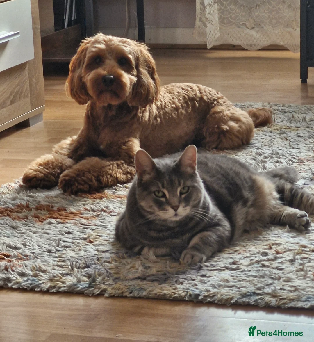 Gallery Image {{count}}