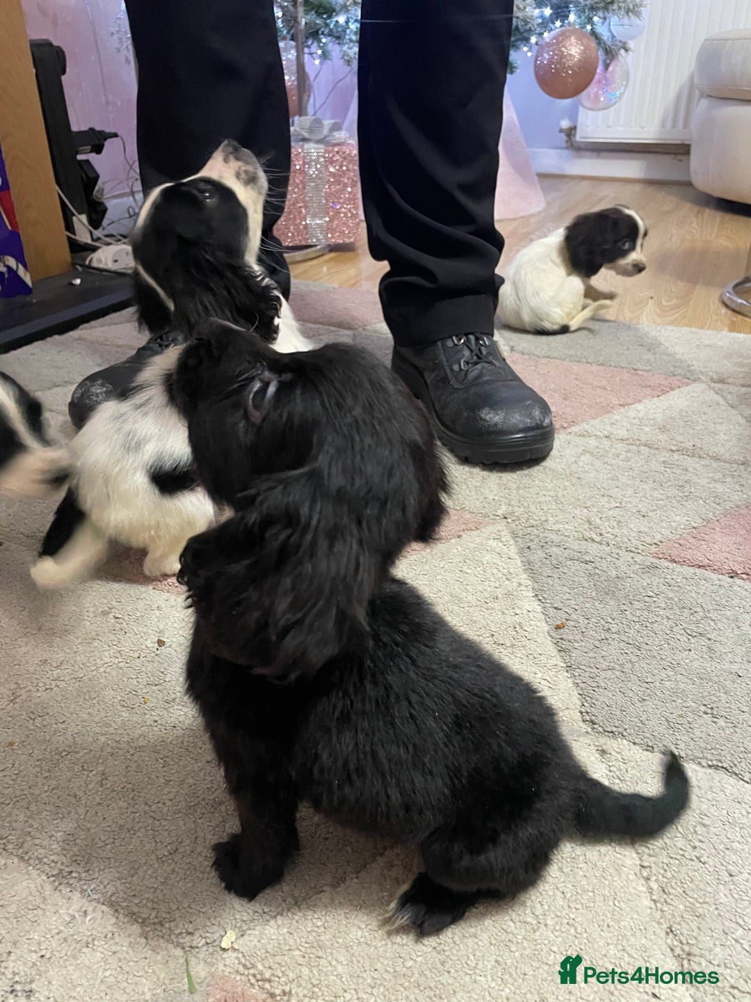 Sprocker dogs for sale: Sprocker Spaniel Puppies - Advert 9