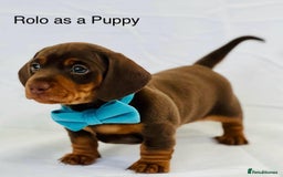 Miniature Dachshund dogs for stud: ⭐️⭐️⭐️KC MINIATURE DACHSHUND FOR STUD⭐️⭐️  in Southampton - Image 8