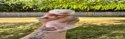 Ferret rodents for sale: White Marked Baby Ferrets in Yeovil - Advert 4