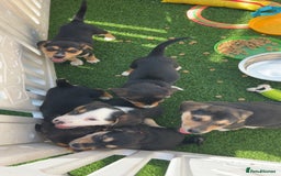 Mixed Breed dogs for sale: Welsh shepherd x beagle mix puppies  in Wigan - Image 14