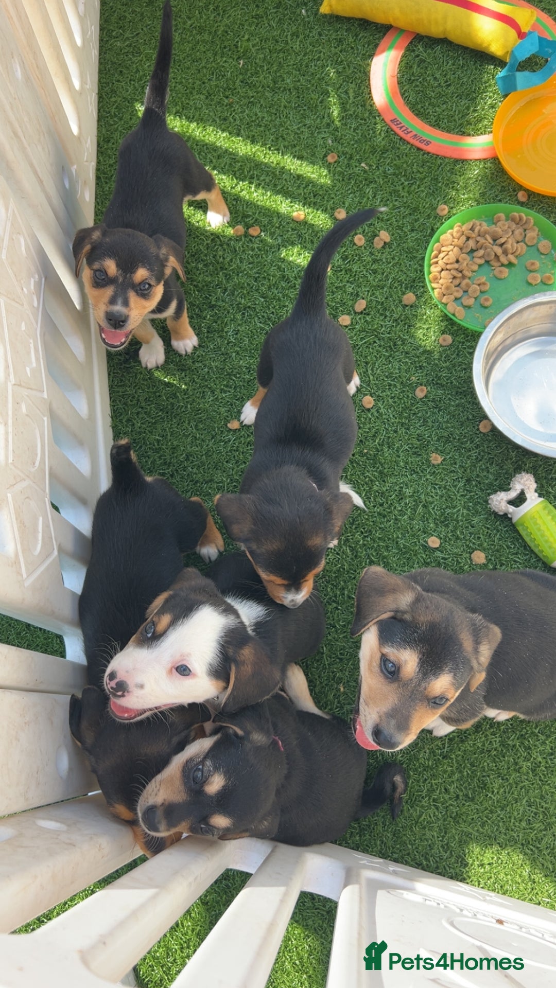 Mixed Breed dogs for sale: Welsh shepherd x beagle mix puppies  in Wigan - Image 14