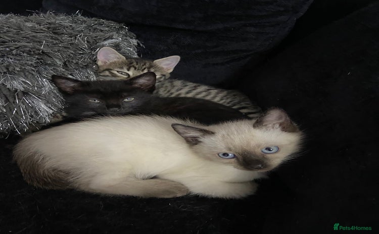 Ragdoll cats - Advert 1