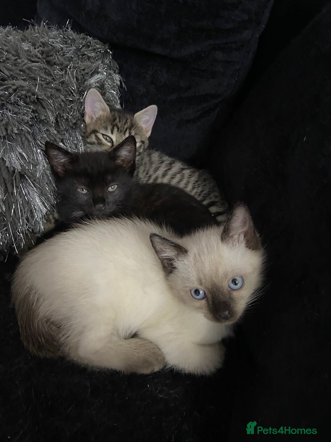Ragdoll cats for sale: Mixed ragdoll kittens - Image 1