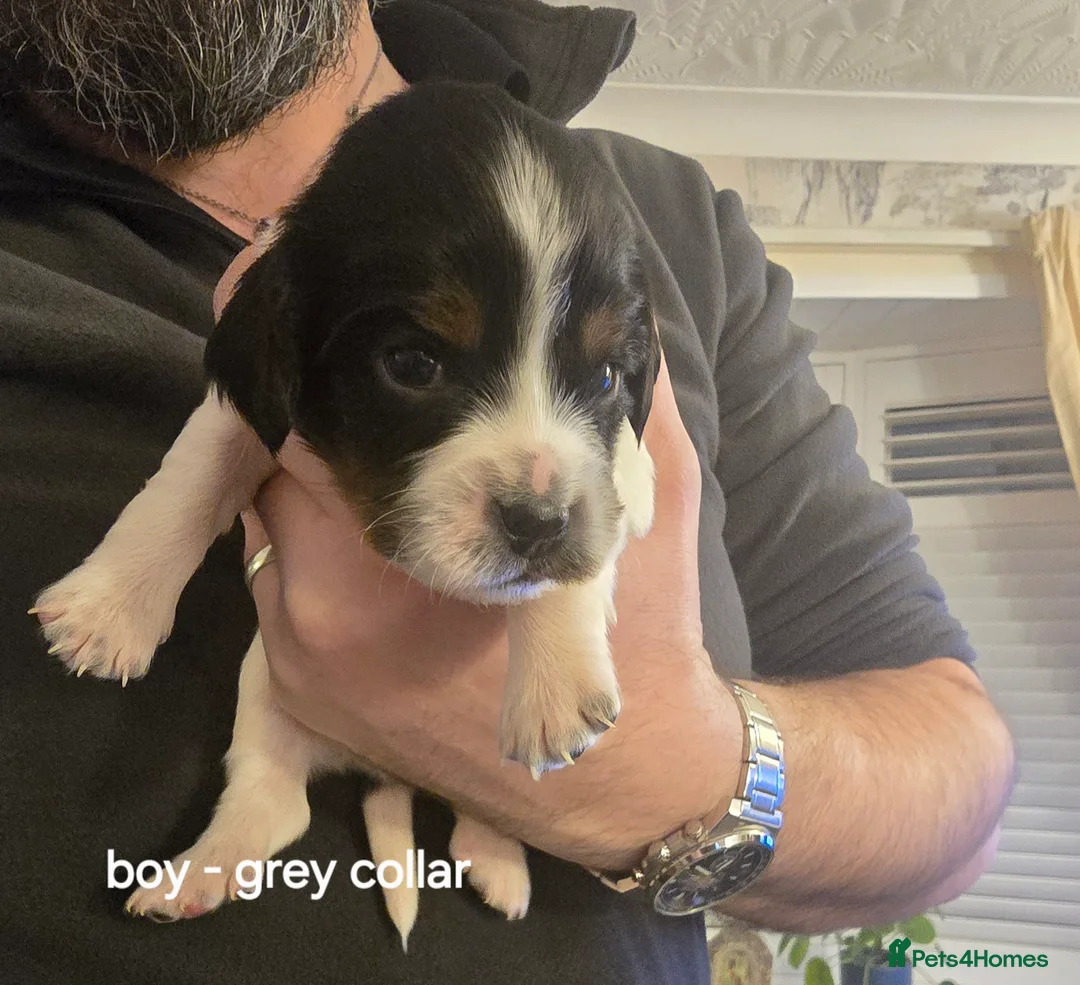 Sprocker dogs for sale: Sprocker spaniel pups - Advert 10