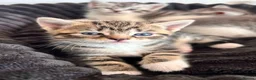 Mixed Breed cats for sale: Beautiful Lilac tabby kittens  in Towcester - Advert 3