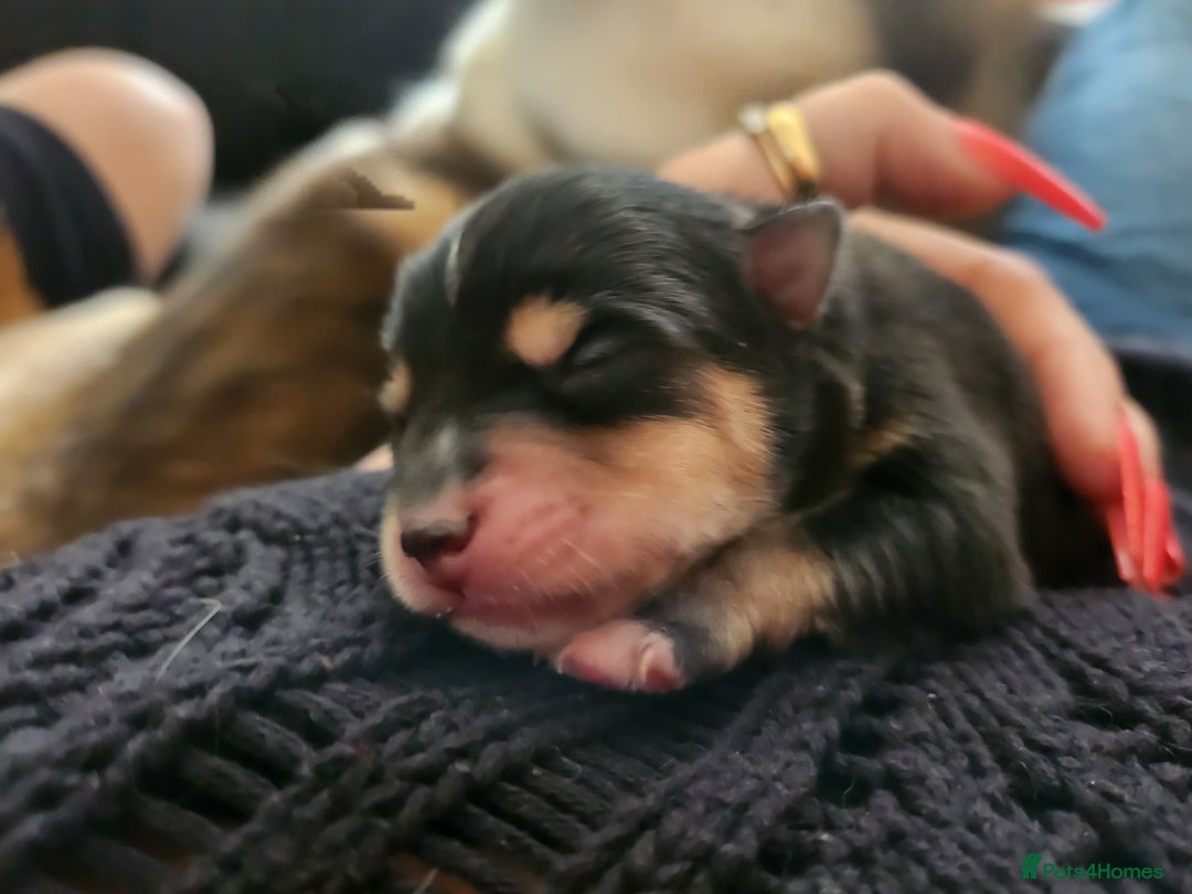 Pomsky dogs for sale: Pomsky puppies - Image 7