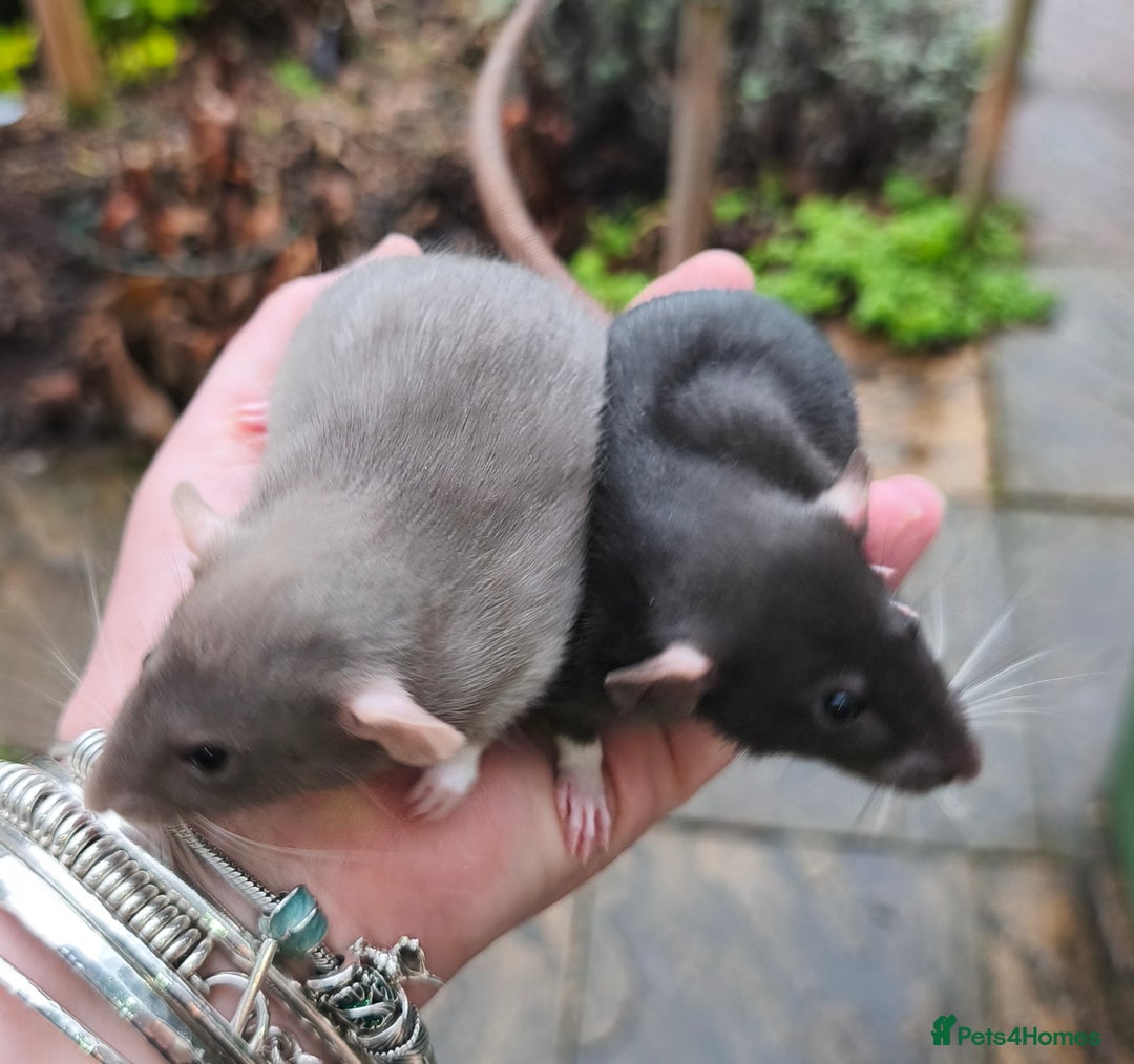 Rat rodents for sale: Female Dumbo rats black, blue, mink cinnamon  - Advert 2