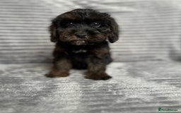Cockapoo dogs for sale: Adorable Cockapoos looking for forever homes - Image 2