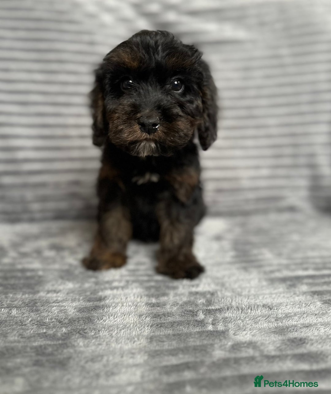 Cockapoo dogs for sale: Adorable Cockapoos looking for forever homes - Image 2