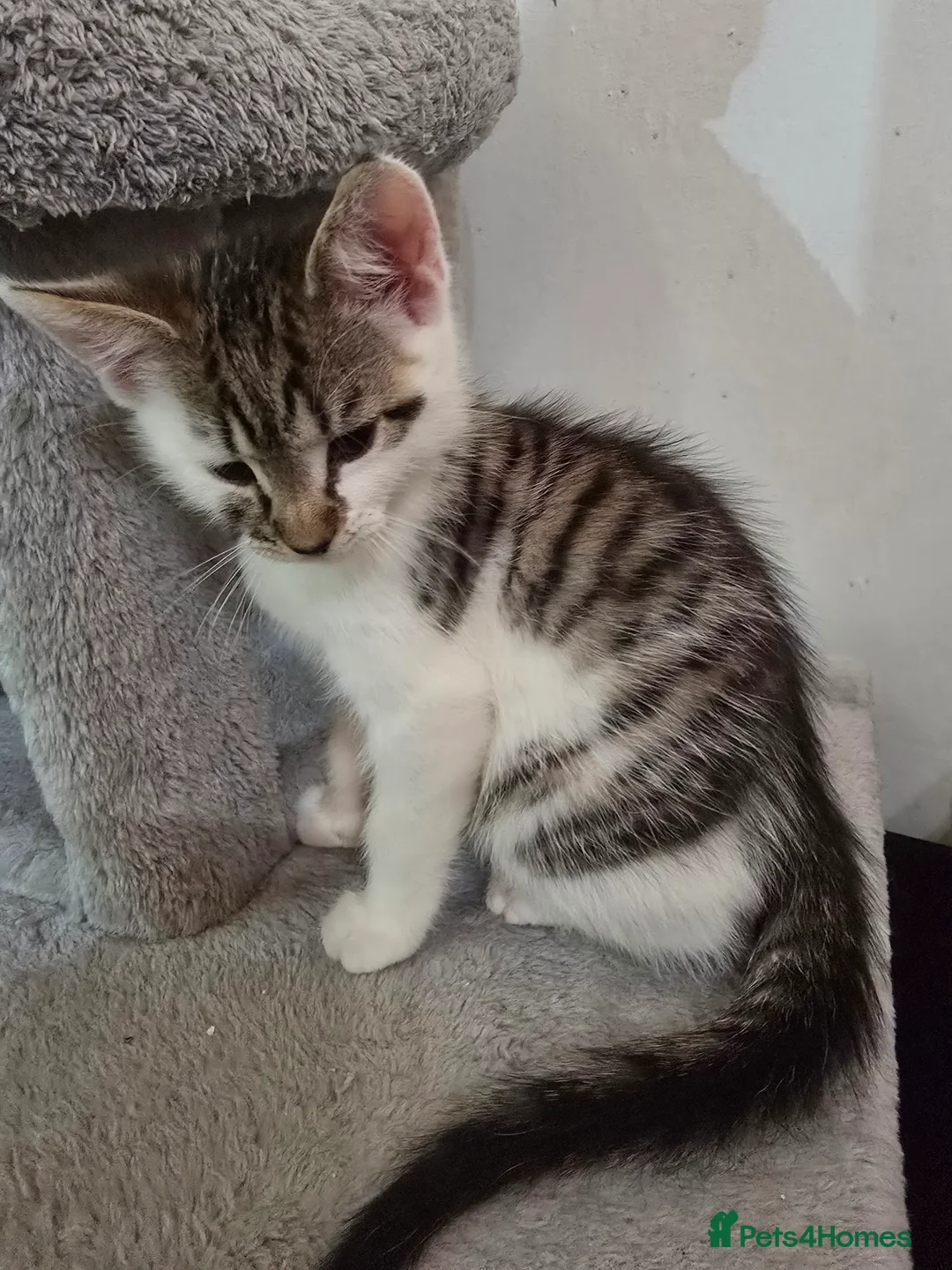 Maine Coon cats for sale: 7 beautiful Maine Coon X - Advert 4