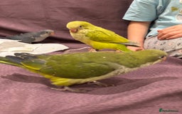 Parrots birds for sale: Hand reared baby quaker - Image 13