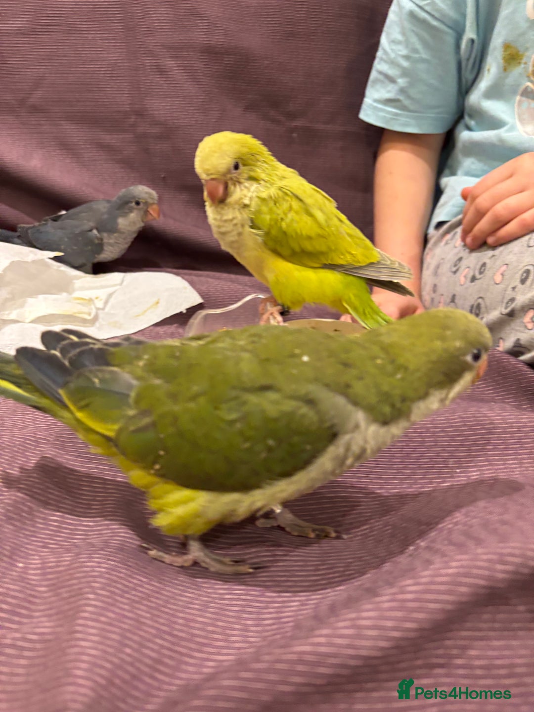 Parrots birds for sale: Hand reared baby quaker - Image 13