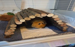 Guinea Pig rodents for sale: Female Guinea pigs - Image 3