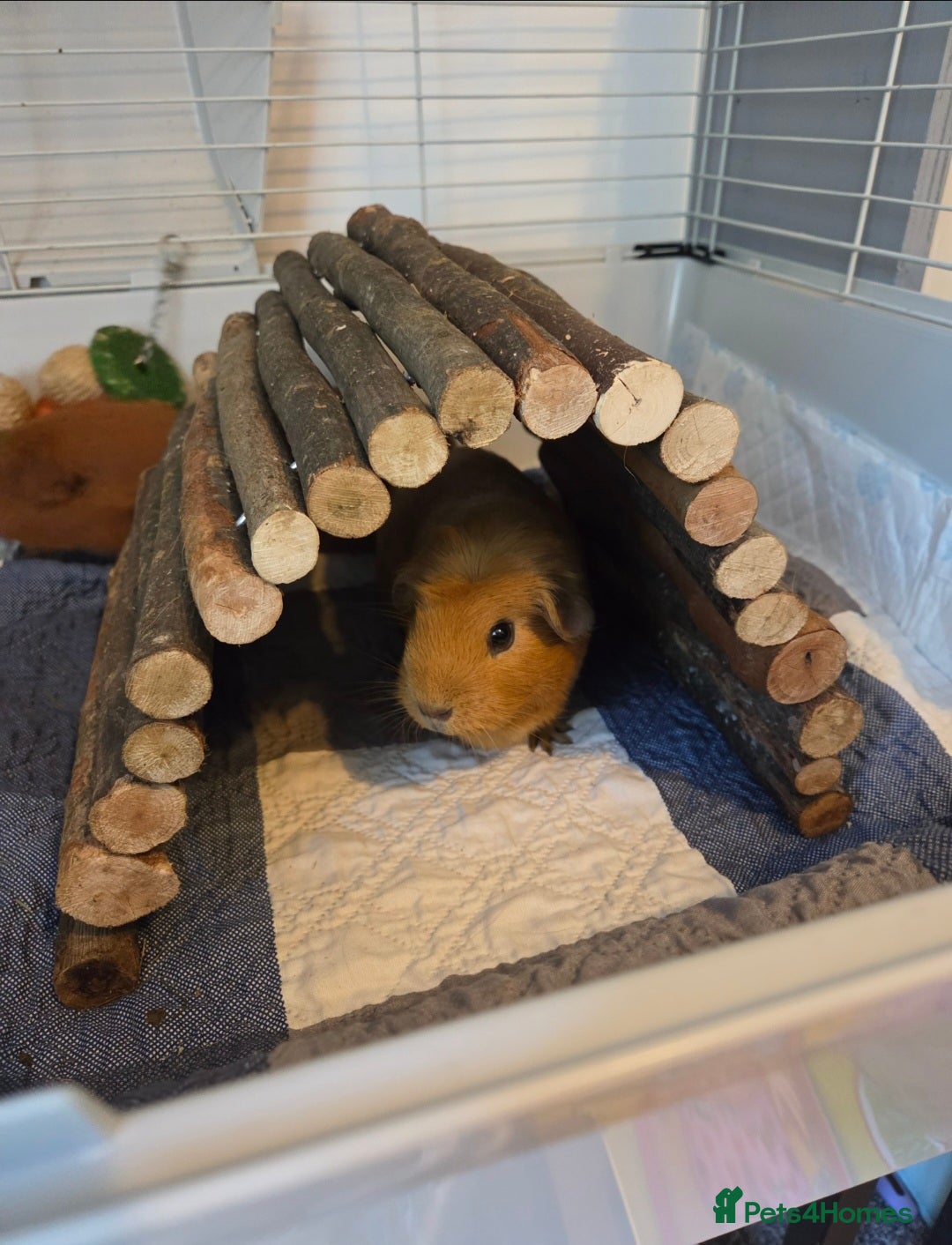 Guinea Pig rodents for sale: Female Guinea pigs - Image 3