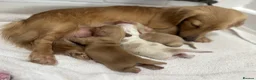 Miniature Dachshund dogs for sale: Miniature cream long hair puppies for sale  in Waltham Cross - Advert 4