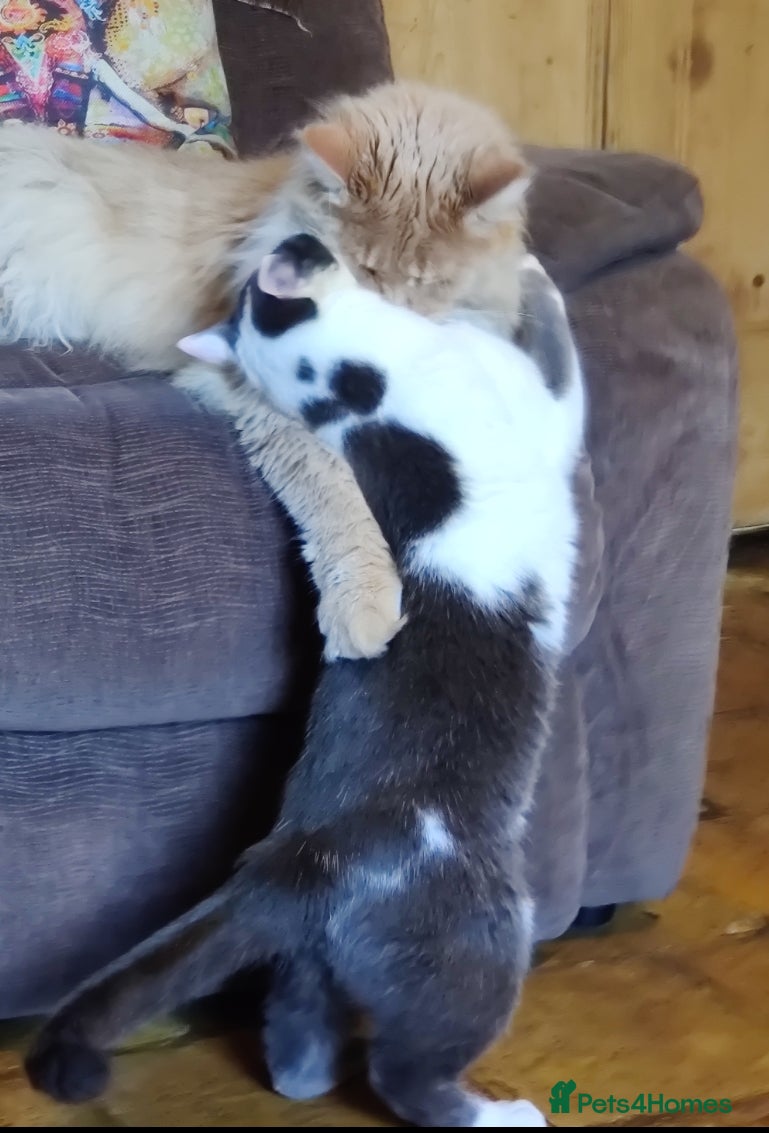 Maine Coon cats Paddy (ragdoll cross) AVAILABLE (Otto sold)  - Advert 6