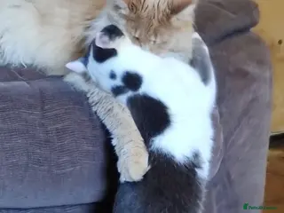 Maine Coon cats Paddy (ragdoll cross) AVAILABLE (Otto sold) - Advert 1