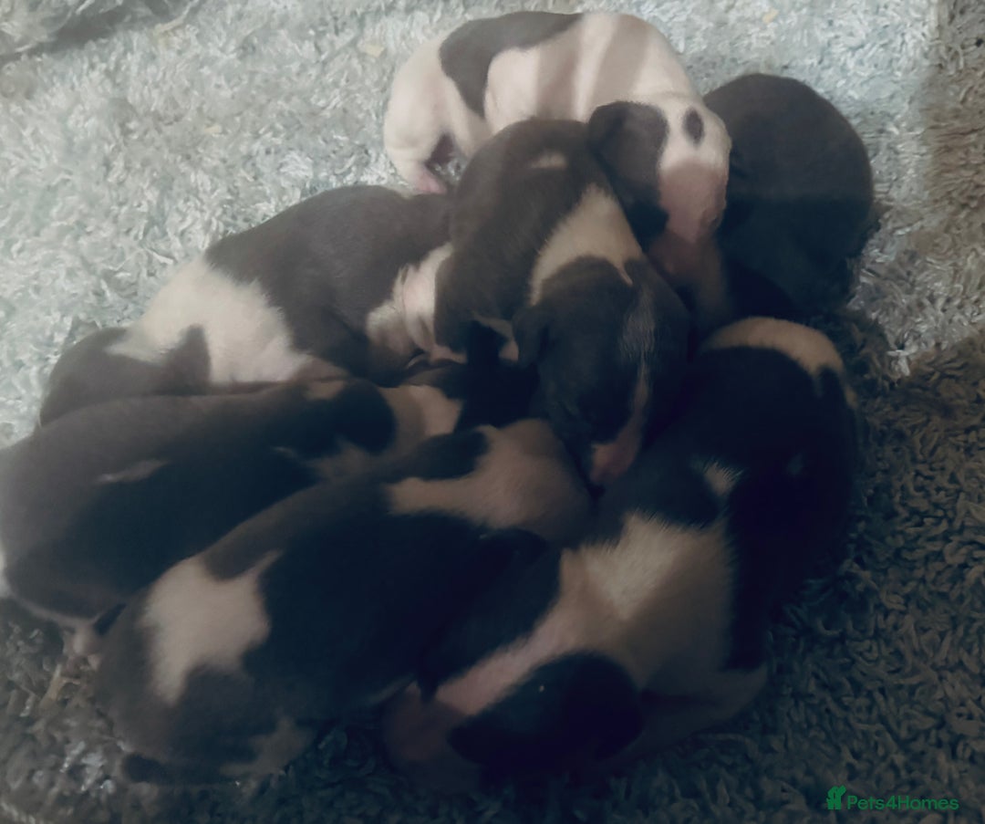Whippet dogs for sale: 🐾 Exceptional small sized KC Reg Whippet Pups🐾 - Advert 8