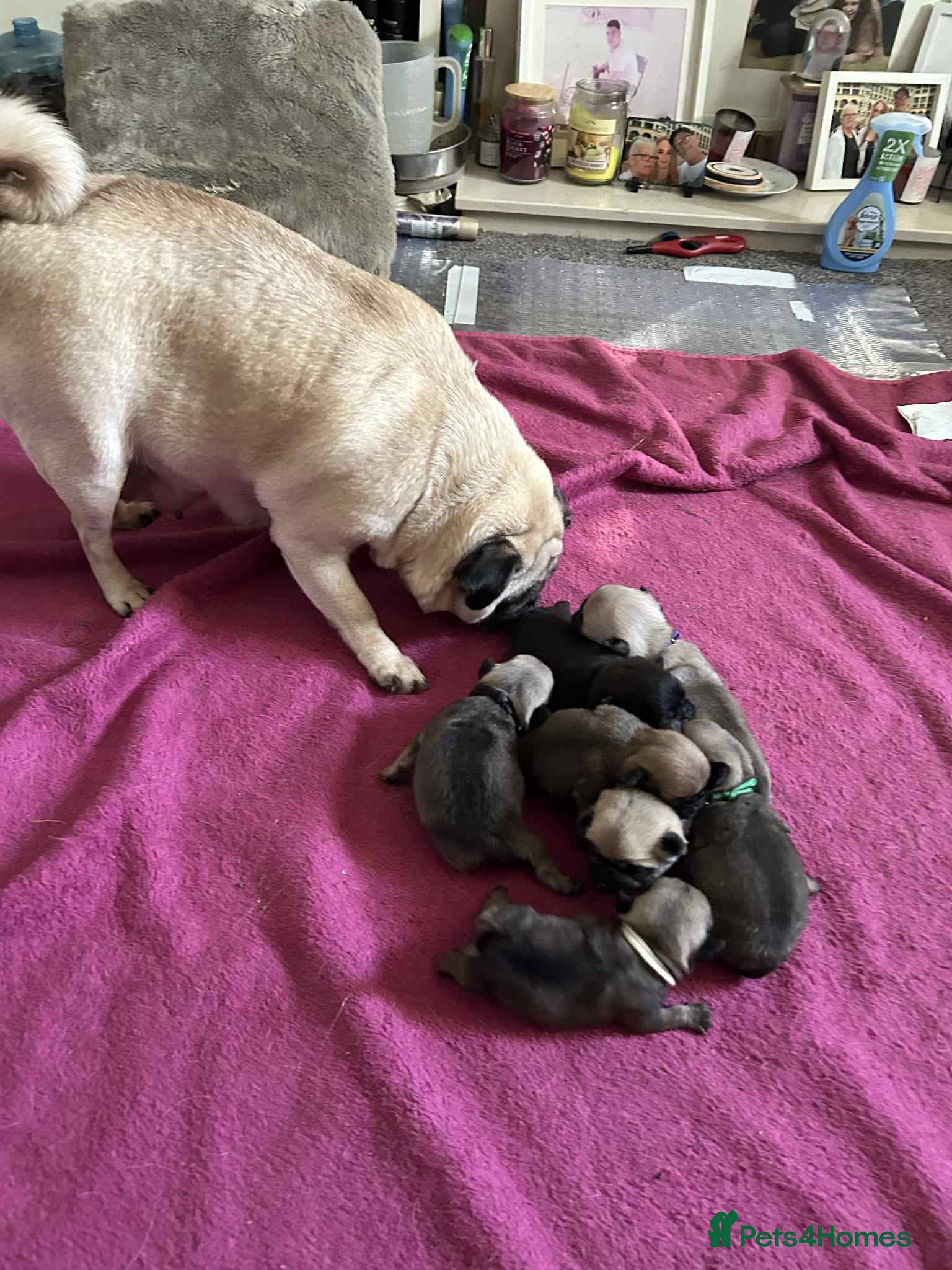 Pug dogs kc reg pug babies. - Advert 14