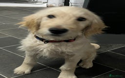 Goldendoodle dogs for sale: 15 week old male golden doodle puppy - Advert 2