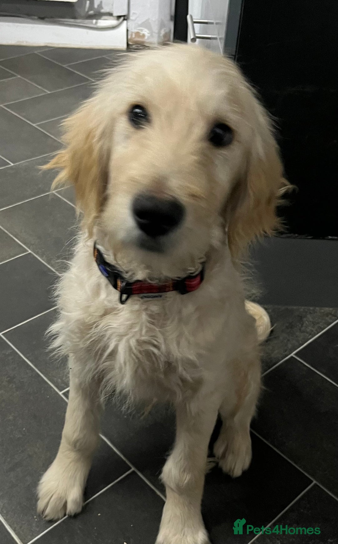 Goldendoodle dogs for sale: 15 week old male golden doodle puppy - Advert 2