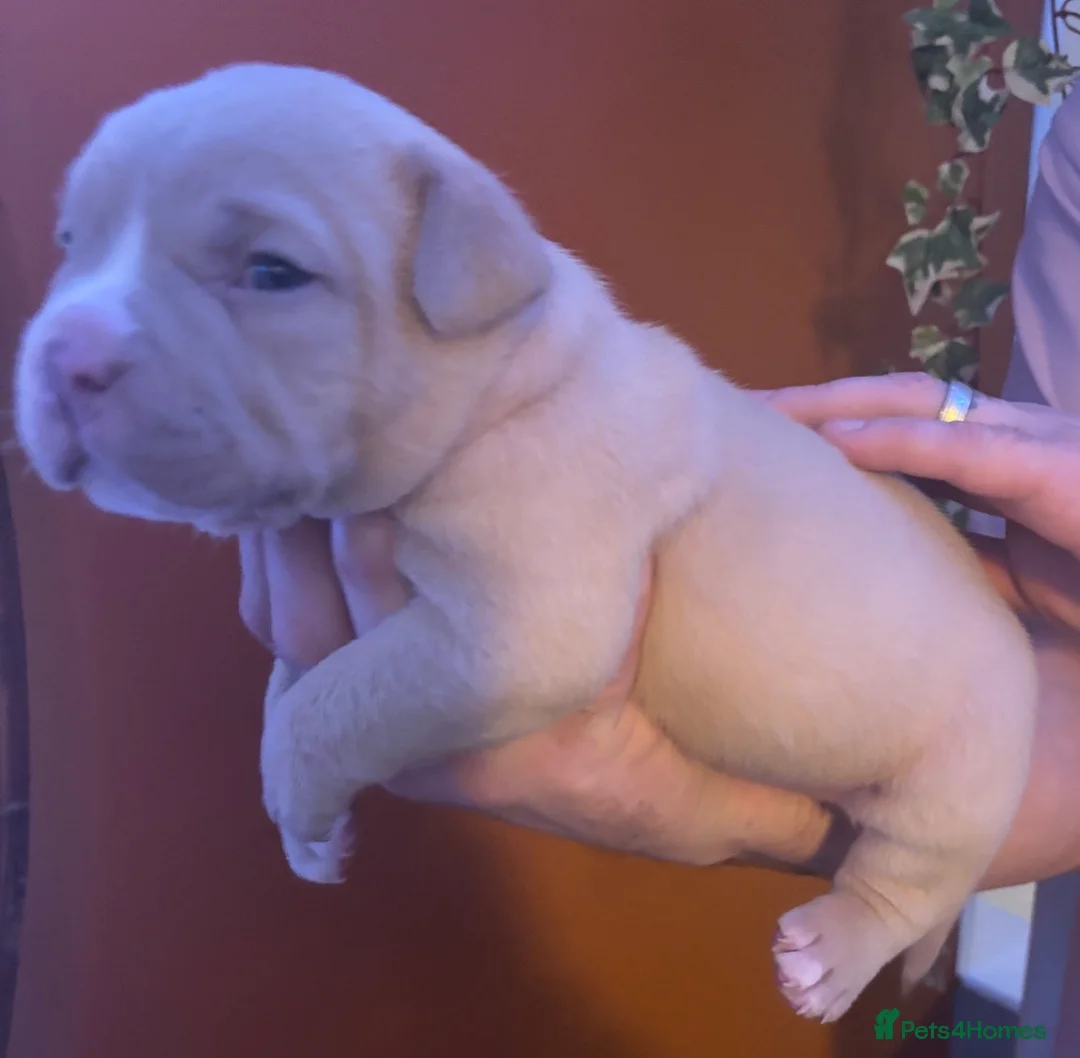 American Bully dogs for sale: Pocket Bully puppies  - Advert 11