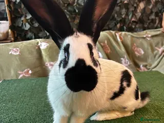 Continental Giant rabbits Gorgeous Giant Papillon Girl - Advert 11