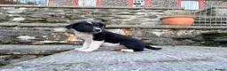 Border Collie dogs for sale: Cute border collie pups - Advert 6