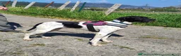 Pointer dogs for adoption: Duque in Worthing - Advert 4