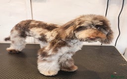 Toy Poodle dogs for stud: PROVEN Chocolate merle toy poodle in Leighton Buzzard - Image 4