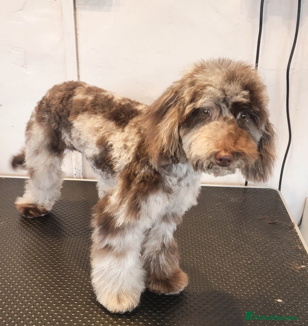 Toy Poodle dogs for stud: PROVEN Chocolate merle toy poodle in Leighton Buzzard - Image 4