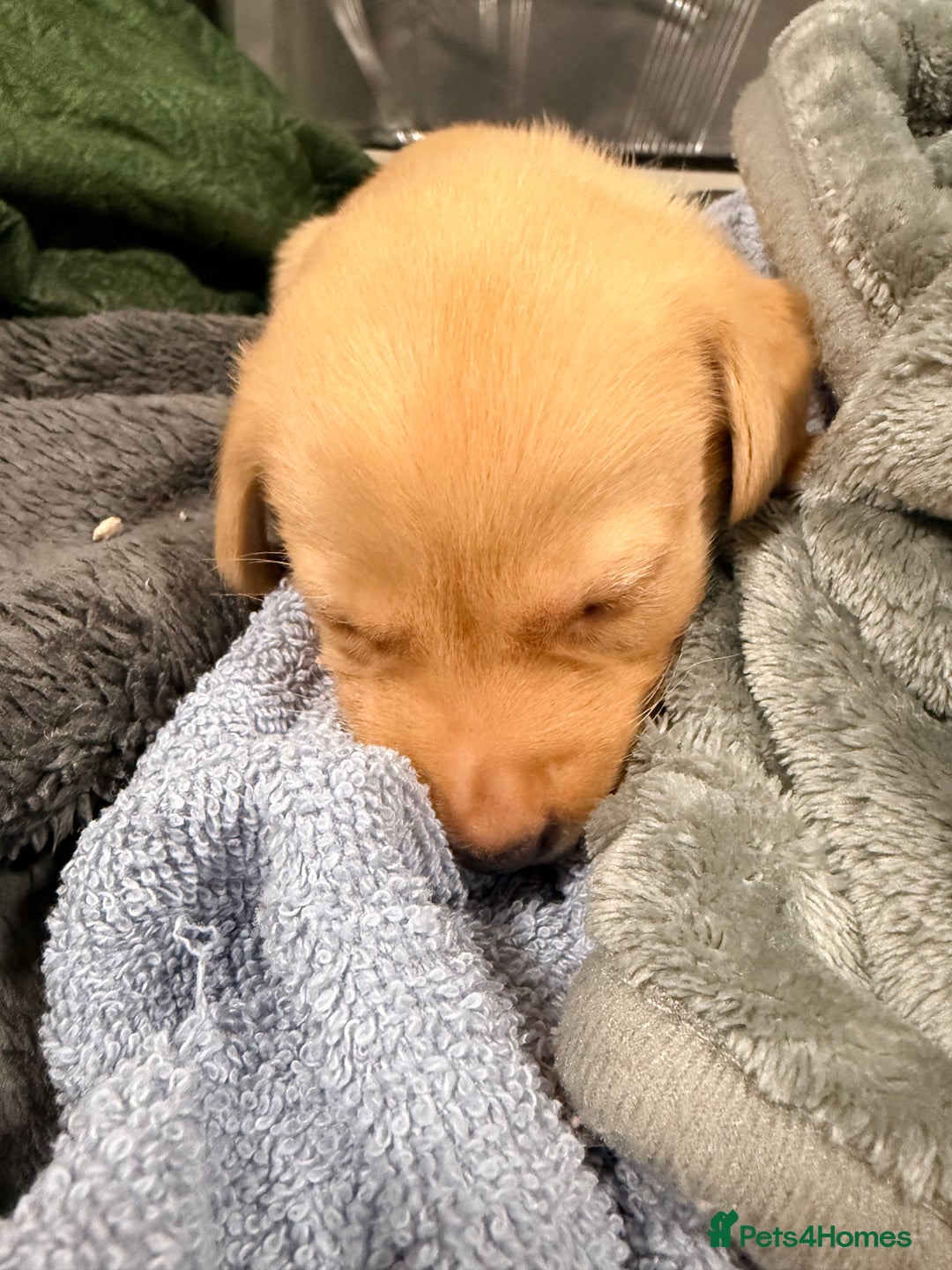 Labrador Retriever dogs for sale: Beautiful, fox red labradors - Advert 30