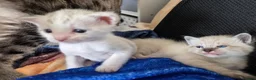 Bengal cats for sale: Beautiful bengal female - Advert 4