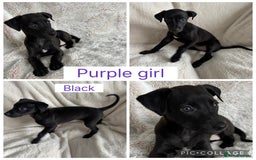 Mixed Breed dogs for sale: Pharaoh hound x blue whippet .last  of the litter  - Image 2