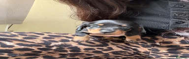 Miniature Dachshund Puppy 3