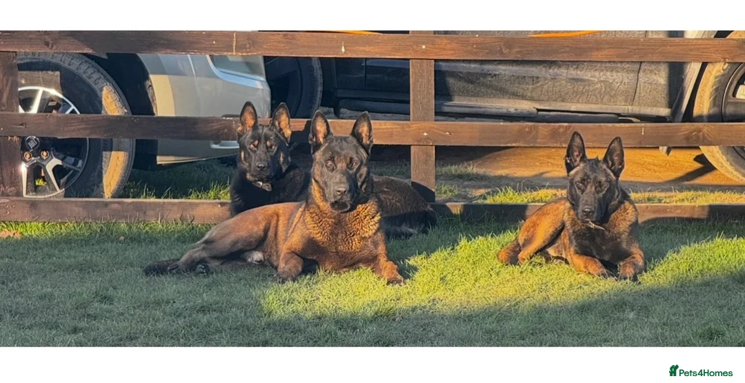 Belgian Shepherd Dog dogs for stud: Zeus Proven Stud Dog - Advert 2