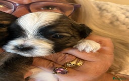 Shorkie dogs for sale: Shorkie pups - Image 3