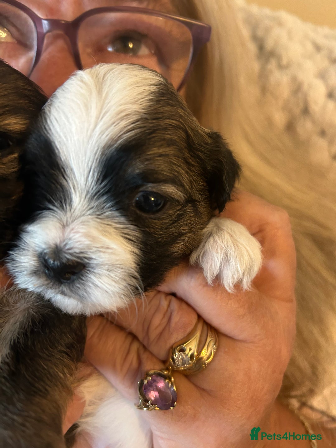 Shorkie dogs for sale: Shorkie pups - Image 3
